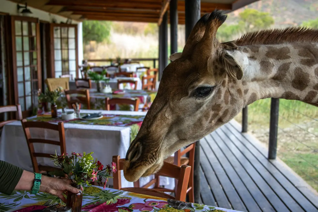 Giraffe reaching into an outdoor dining area at one of Africa's luxury safari lodges