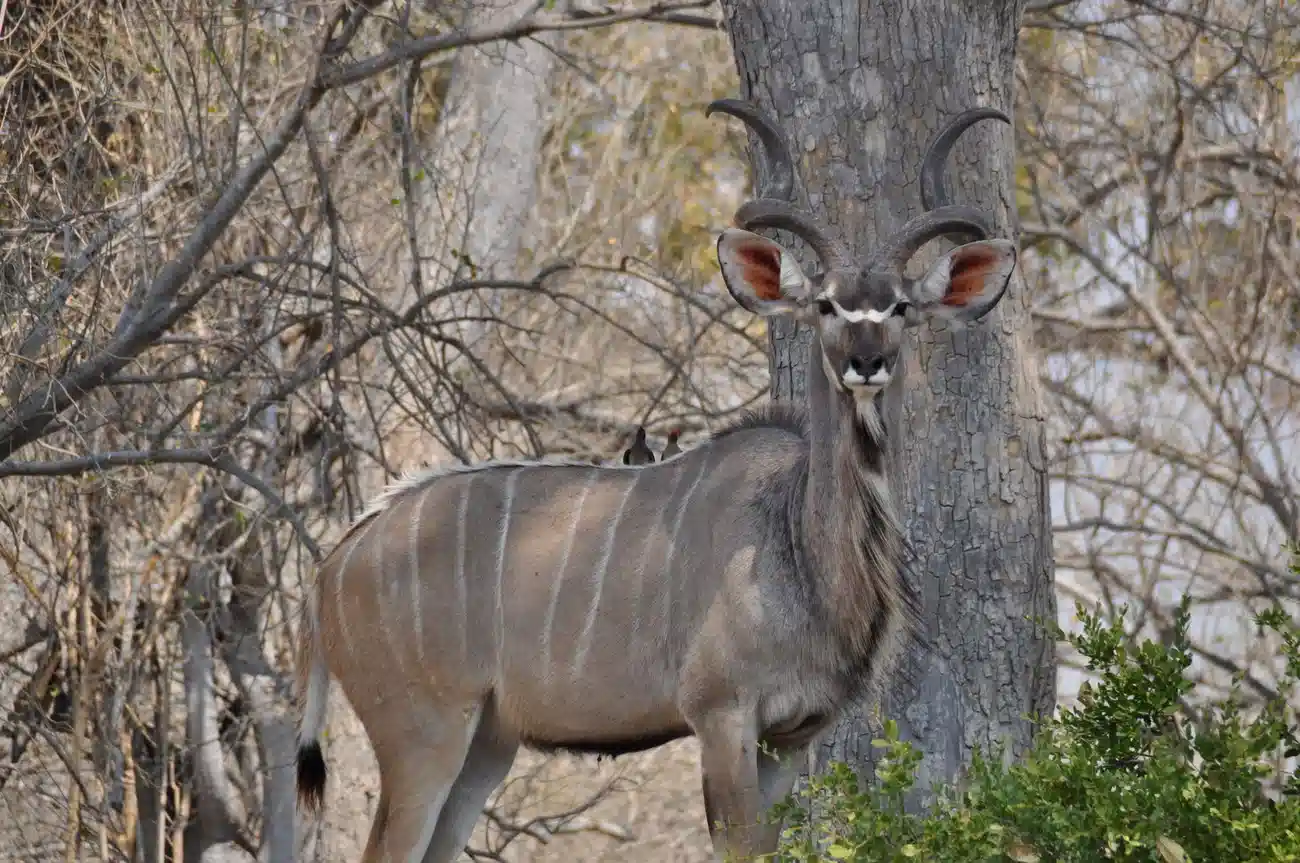 Greater kudu standing alert in Botswana wilderness.