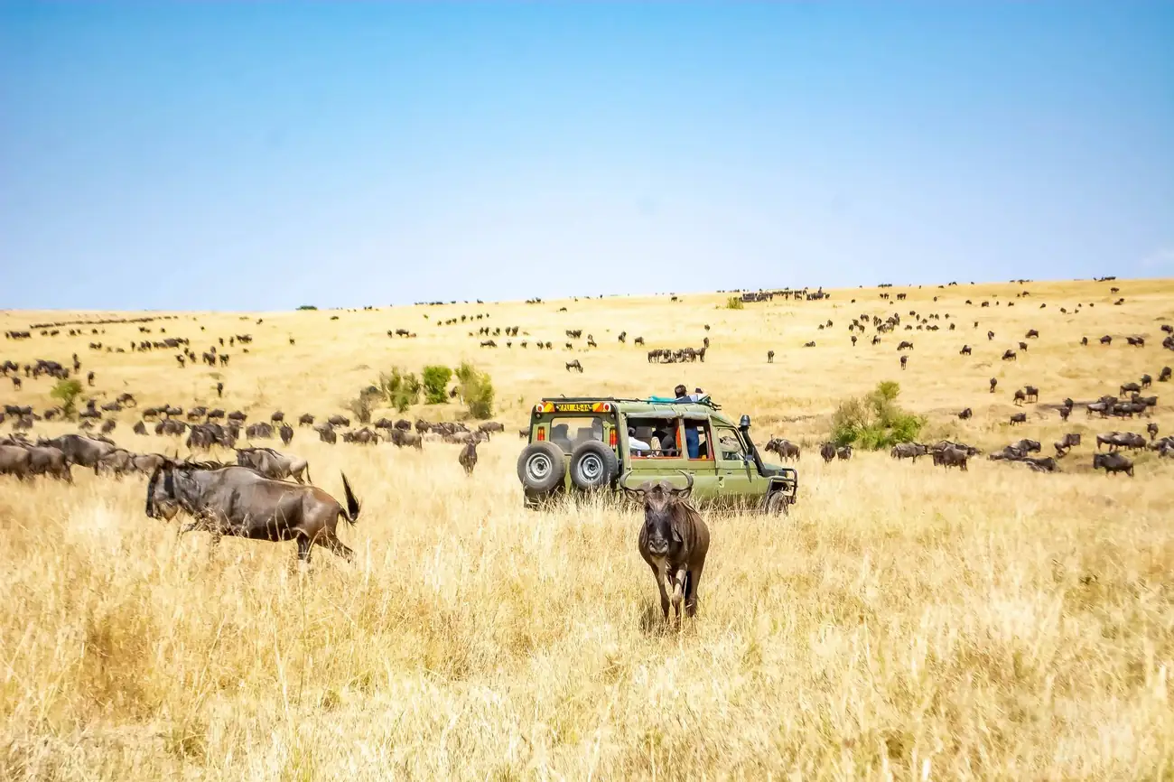 Safari jeep beside migrating wildebeest during a Tanzania vs Kenya safari comparison.